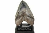 Serrated, Fossil Megalodon Tooth - Beautiful Blade Color #200235-1